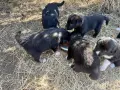 каракачански кученца каракачанки, снимка 7