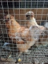 Продавам големи копринки , снимка 7