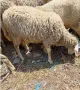 Продавам заплодена овца, снимка 2