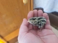 ПЪДПЪДЪЦИ ПРОДАВАМ , снимка 4