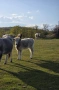 Продавам Българско сиво говедо, снимка 2