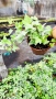 Бръшлян Бяло чудо, Hedera helix White Wonder, студоустойчив, снимка 2