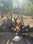 🥚 Домашни яйца от свободно отглеждани кокошки – Пловдив 🐓 , снимка 16