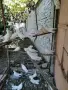 Продавам старазагорски бели гълъби , снимка 2