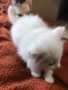 ангорски котки, снимка 1