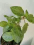 Еписция episcia cupreata , снимка 1