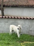 САО, снимка 6