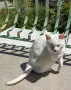 Гальовна бяла котка търси своя люблеовилен стопанин, снимка 3