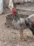 продавам млади петли , снимка 1