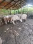 Продавам малко стадо овце, снимка 1
