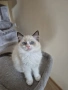 Ragdoll Paradise / Регдол котенца , снимка 10