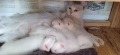 Бели котета с разноцветни очи, снимка 9