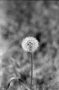 Praktica MTL3 + Carl Zeiss Jena MC Pancolar 50mm f/1.8 (M42), снимка 14