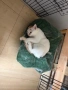 Сляпо мъжко коте си търси дом, снимка 4