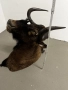Трофей от африканско гну, снимка 8