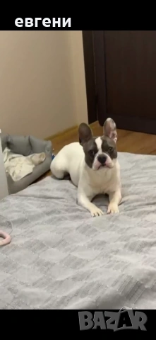 Продава се  Френски булдог- момиче, снимка 9 - Френски булдог - 54209135