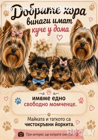 Йоркширски териер
