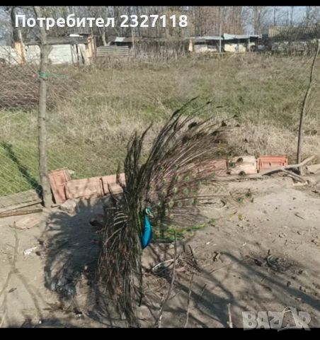 Мъжки паун