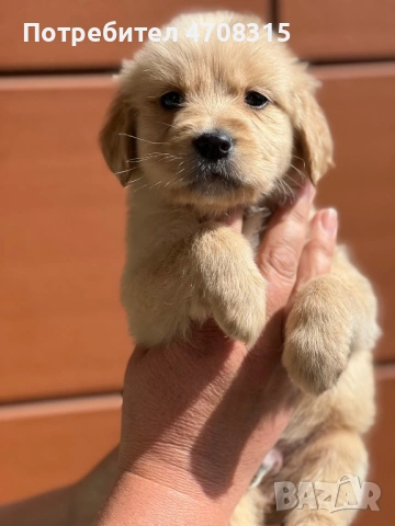 Голдън ретривър момче родословен баща, снимка 3 - Голдън ретривър - 54366591