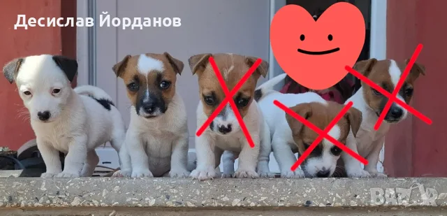 Джак Ръсел Териер 