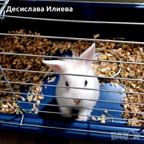 Подарявам декоративно зайче, снимка 2 - Декоративни зайчета - 55065394