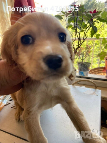 Кокер шпаньол английски момче 2 ваксини, снимка 6 - Кокер шпаньол - 54330722