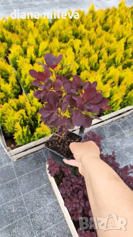 Червенолистна Смрадлика, Cotinus Royal purple или още Тетра!!!, снимка 9 - Градински цветя и растения - 54657841