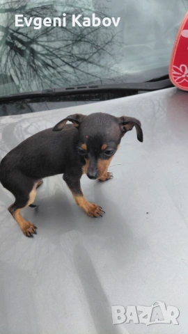  Продавам мини пинчер женски