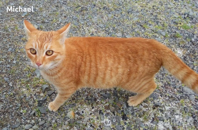 Подарявам рижко мъжко коте., снимка 5 - Други - 54016716