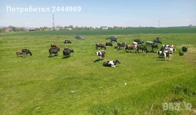 Продавам крави , снимка 2 - Крави - 54483992