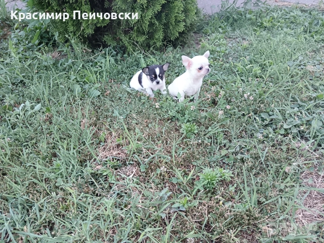 продавам чихуахуа. 
