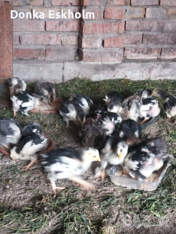 Пилета ,, Брама XX "" 