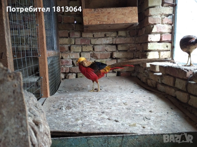 златни фазани , снимка 3 - Кокошки и пуйки - 50897462
