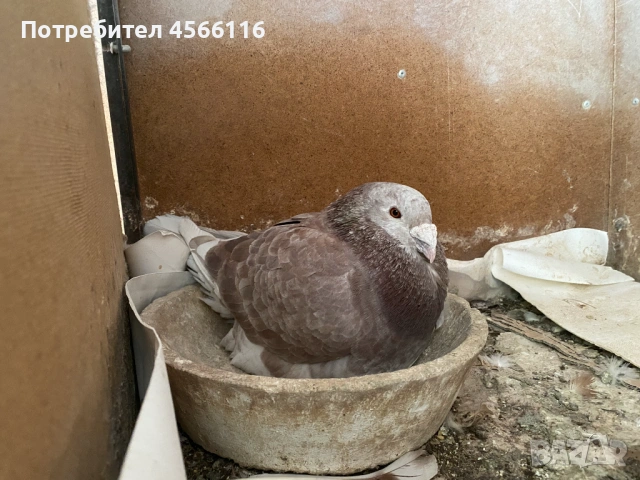 Стандартни пощенски гълъби 