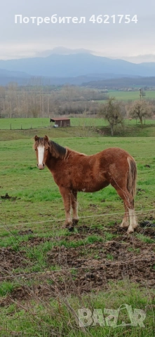 Продавам женско конче