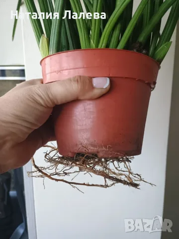 Сансевиера, sansevieria cylindrica, снимка 5 - Стайни растения - 55440409