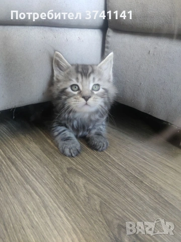 Мейн Куун котета, снимка 3 - Мейн кун - 55176250