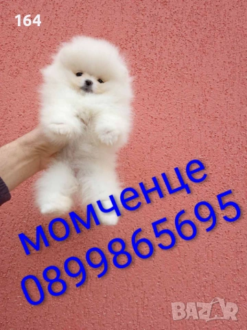 Бели мини Померани. Реални снимки от 04.04.26 г., снимка 5 - Померан - 54010634