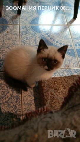 Котета Британска късокосместа , снимка 3 - Други - 51804431