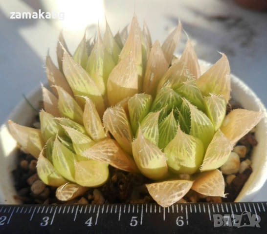 Хавортия (Haworthia cymbiformis var. obtusa, Haworthia cooperii)