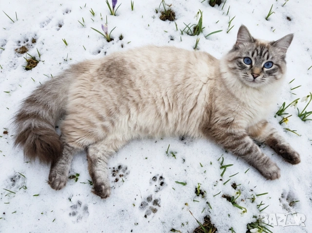 Писмени консултации за котки, котета и котараци, научни статии за публични издания, снимка 6 - Проекти - 49097324