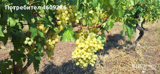 Продавам десертно грозде за ракия-Супер ран Болгар , снимка 4 - Домашни напитки - 55652783