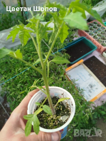 Розова Магия, биволско сърце розов разсад домати 