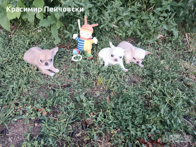 продавам чихуахуа. 