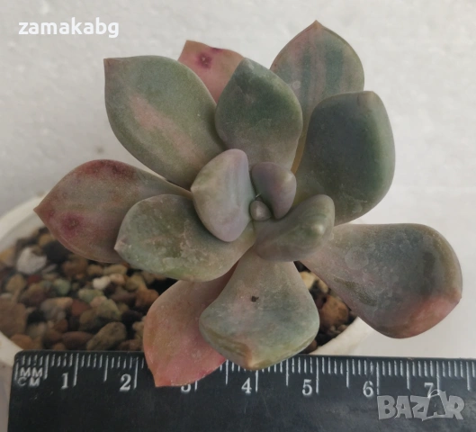 Ешеверия (Echeveria Supreme variegated) рядко сукулентно растение