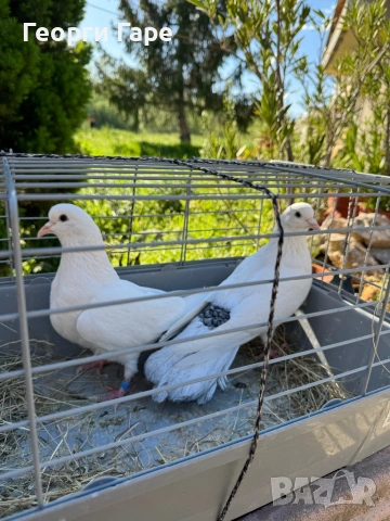 Двойка софийски бенкалии 2025 г.