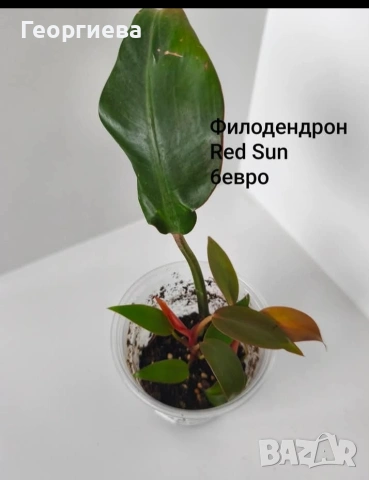 филодендрон Red Sun