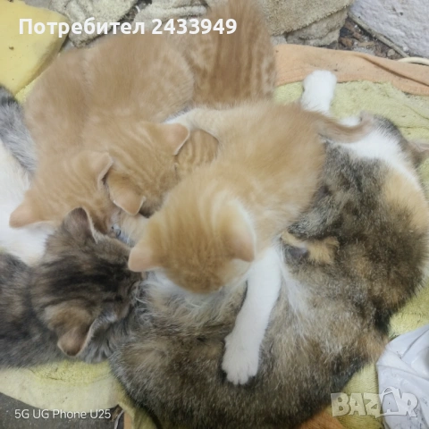 Подарявам пет котета, снимка 8 - Други - 54512763