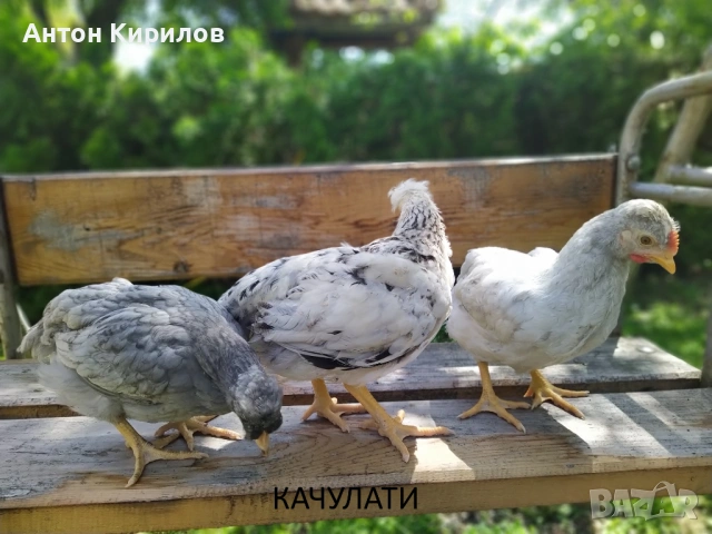 Продавам Шарени /Селски/ пилета , снимка 3 - Кокошки и пуйки - 54366905