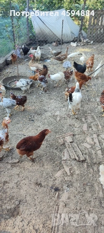 Млади ярки за продан от частно лице